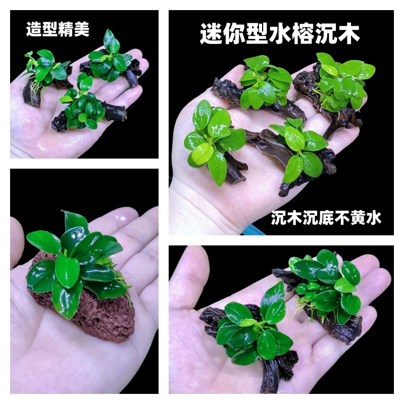 迷你小榕水榕沉木水草阴性植物淡水水草新手好养活植物鱼缸造景