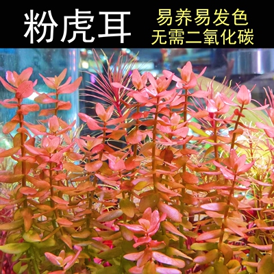 好养易活阴性水草粉虎耳