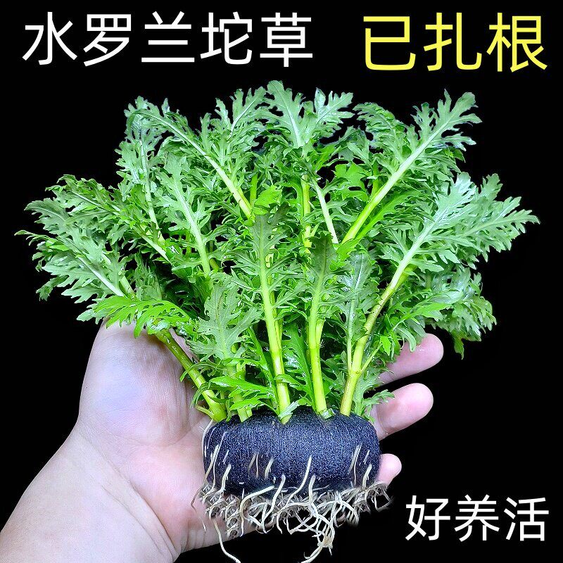 水罗兰坨草鱼缸造景真水草植物带根阴性新手懒人好养入门净水增氧