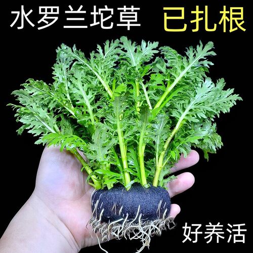 广州水罗兰坨草适合新手好养活