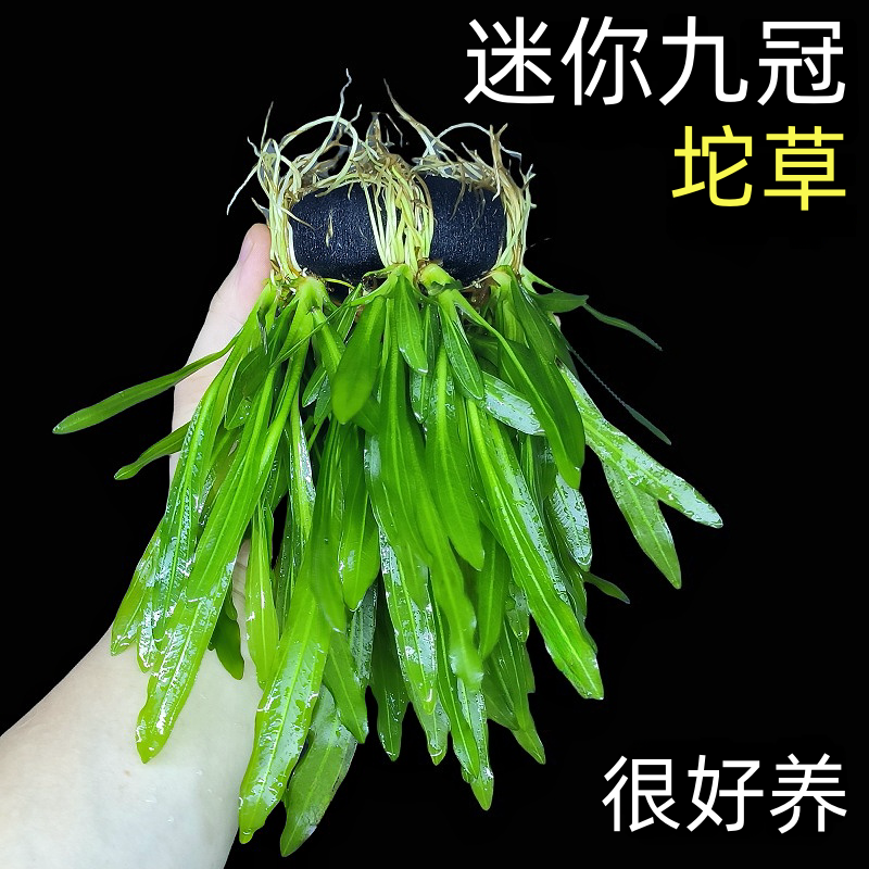 绿九冠坨草鱼缸新手养鱼造景皇冠水草真草阴性后景懒人好养活淡水