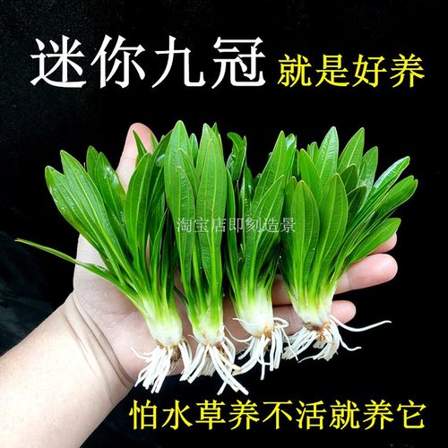 迷你九冠很好养的新手水草