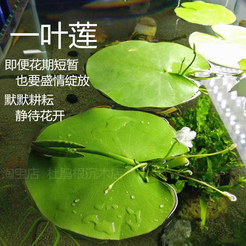 红毛丹水芙蓉水上烟花一叶莲水培植物鱼缸装饰造景浮萍水上水草,宠物/宠物食品及用品,造景/装饰,淘宝优惠券,粉丝福利购,淘宝优惠卷