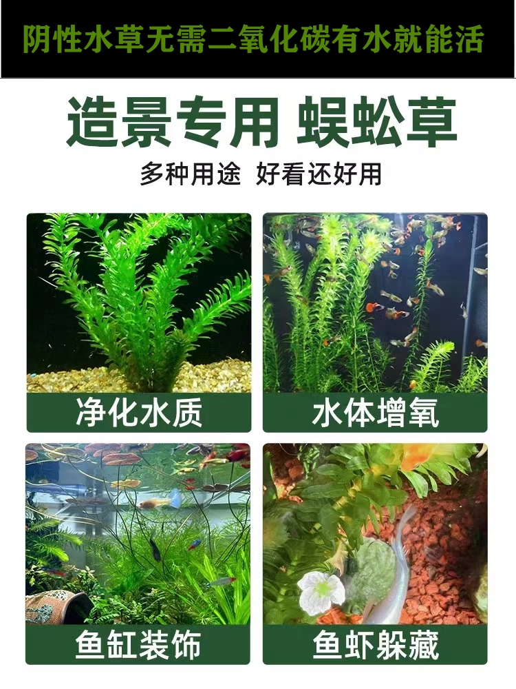 蜈蚣草阴性水草鱼缸草缸龟缸装饰造景进化水质增氧淡水水草
