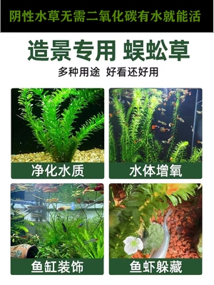蜈蚣草阴性水草鱼缸草缸龟缸装饰造景进化水质增氧淡水水草