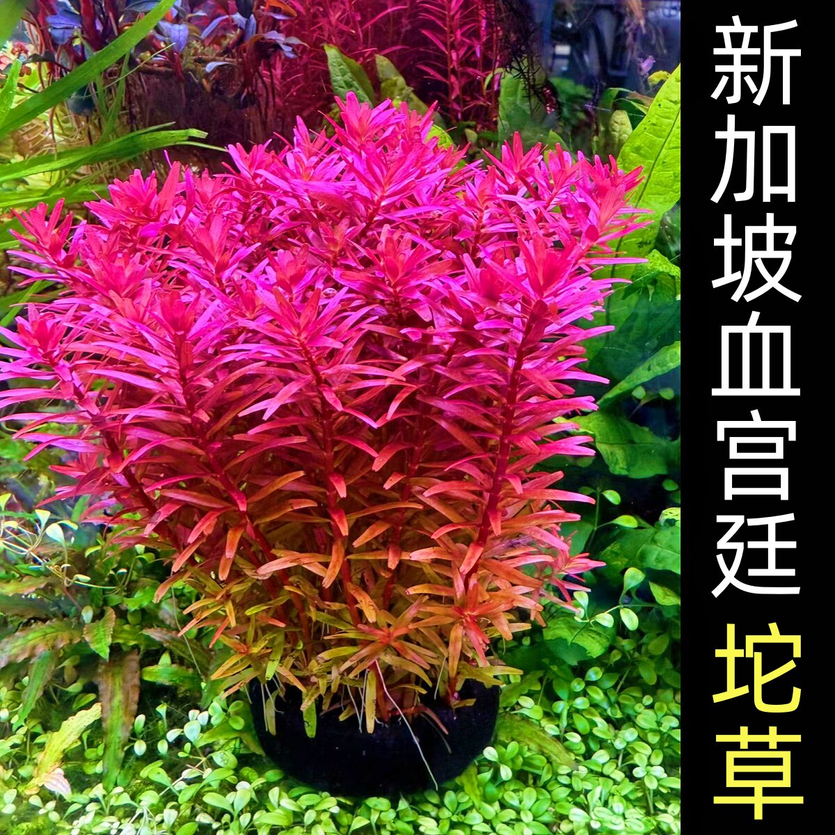 新加坡血红宫廷坨草水下叶血宫廷自带定植泥坨鱼缸草缸活体造景