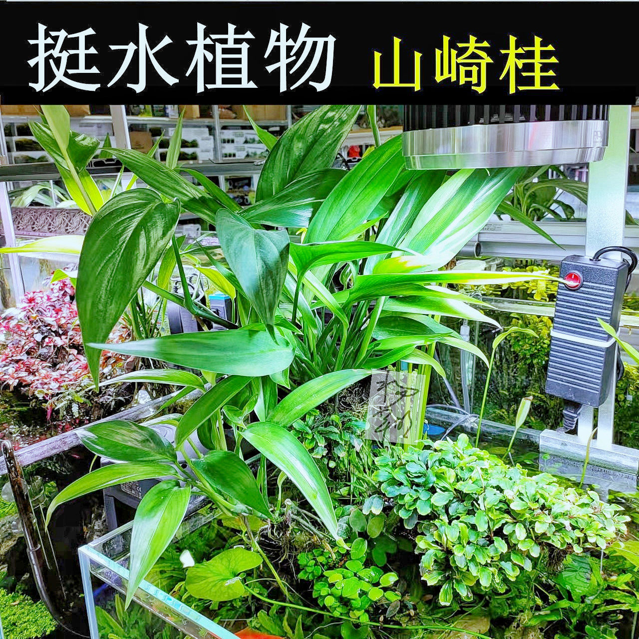 挺水植物ada山崎桂水杨梅阿根廷皇鱼缸水陆缸水草缸造景净化水质