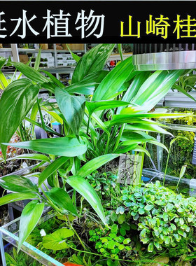 挺水植物ada山崎桂水杨梅阿根廷皇鱼缸水陆缸水草缸造景净化水质