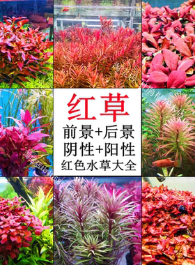 红色系水草红草前中后景阴性水下叶鱼缸草缸造景植物真草荷兰景