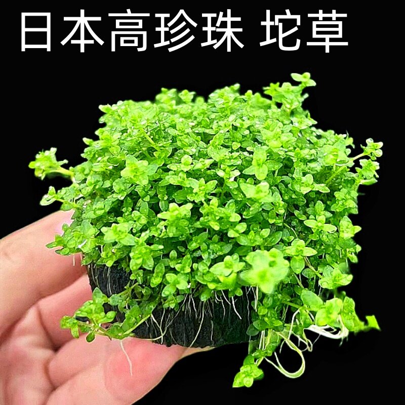 日本高珍珠新手阴性水草水培增氧淡水水草植物鱼缸造景