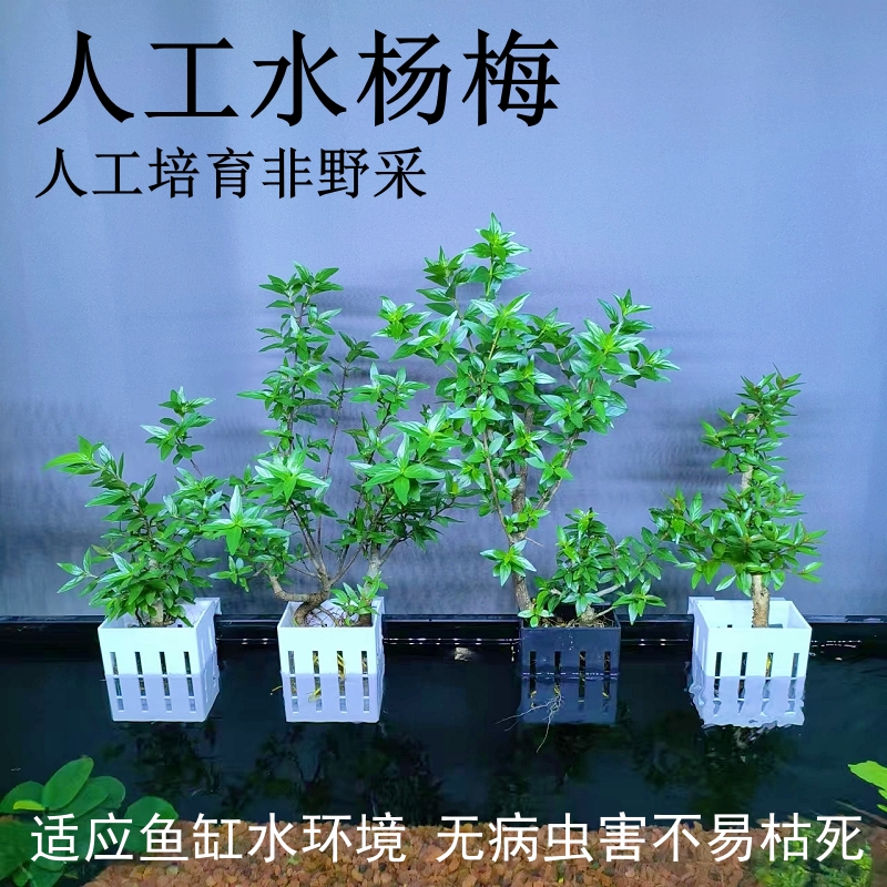 人工水杨梅好养活鱼缸溪流缸水陆缸造景挺水植物真树水培绿植老桩