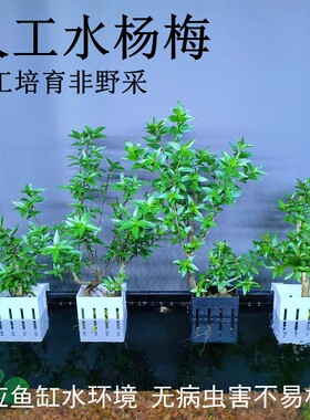 好养人工水杨梅不易枯死无病虫害