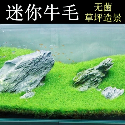 [广州速发]迷你牛毛草坪造景水草
