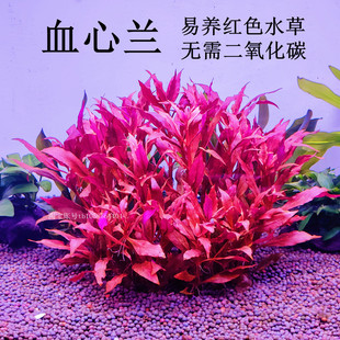 血心兰水草后景阴性草鱼缸草缸装饰造景无需二氧化碳易养易发色