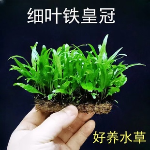 细叶铁皇冠新手懒人阴性原生水草入缸成景广州场直发