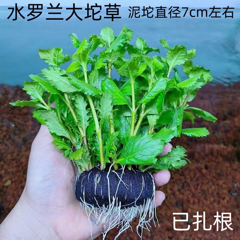 水罗兰坨草鱼缸造景真水草植物带根阴性新手懒人好养入门净水增氧