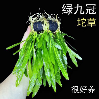 绿九冠坨草自带营养底座非常好养