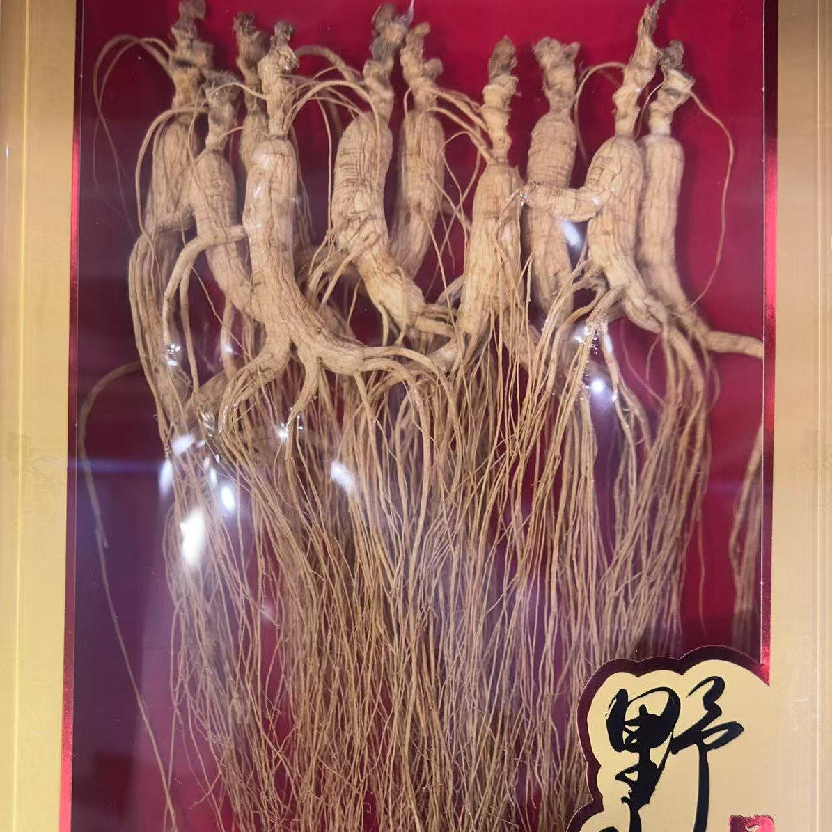 东北长白山人参煲汤林下参
