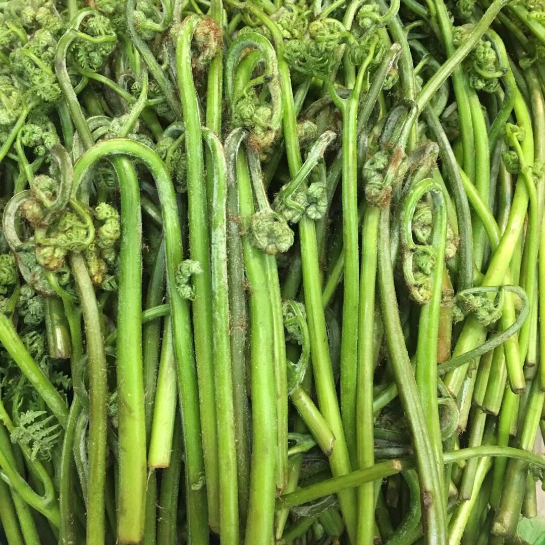 东北新鲜山野菜纯野生蕨菜山蕨菜龙爪菜蘸酱菜现采现发顺丰四份邮