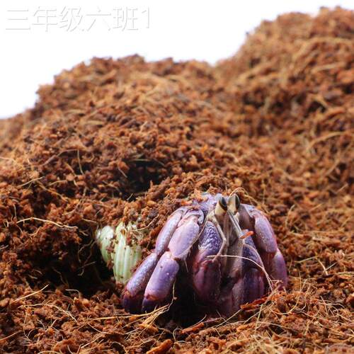 通用型家用陌派手寄居蟹不小颗粒椰糠椰砖料～新垫易粘身宠材爬蜕