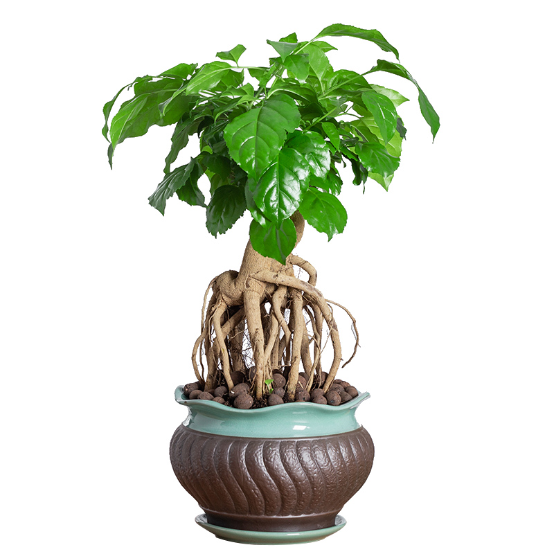 提根绿宝幸d福树盆青植物办公室内花卉面养易活四季常栽桌好小绿