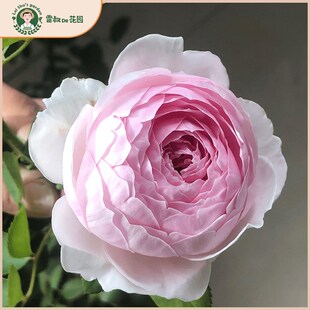 雷叔的花园斯里克蒂娜q公爵夫人花世天使月季花苗盆栽丰尘抗病浓