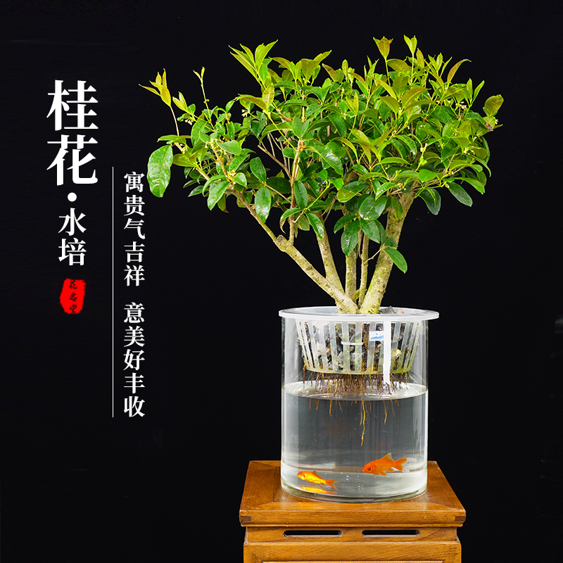 水培植物桂花大h型盆栽造型盆好客厅办公室内绿植花卉景养活水养