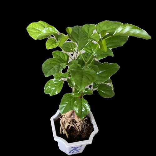 幸树福苗盆栽客厅四季常青提F根造型绿宝小景桩盆老苗