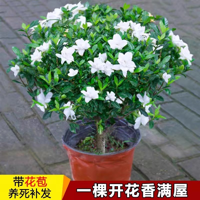 栀子开盆栽小叶独杆栀子花雀舌苗叶F牡丹带花苞大树大四季花浓香