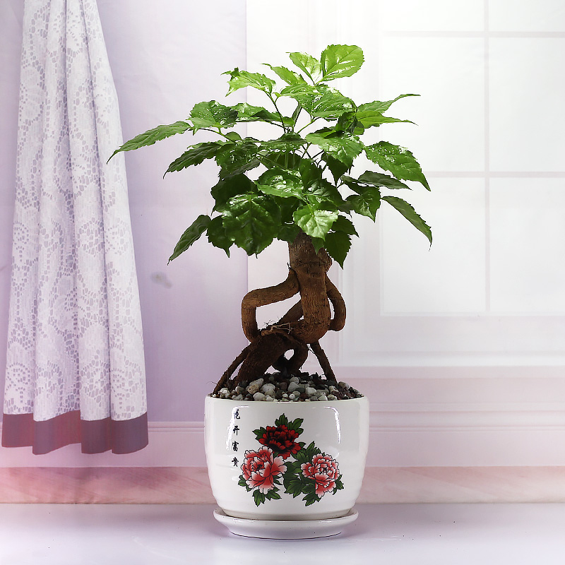 提根绿宝盆景植绿室内吸甲醛净化空气物植福卉幸花树X老桩造型盆