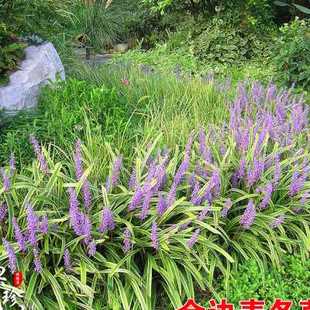 金边麦冬草会开花阔叶麦冬草庭院耐寒绿植别墅绿化地被花草工程苗