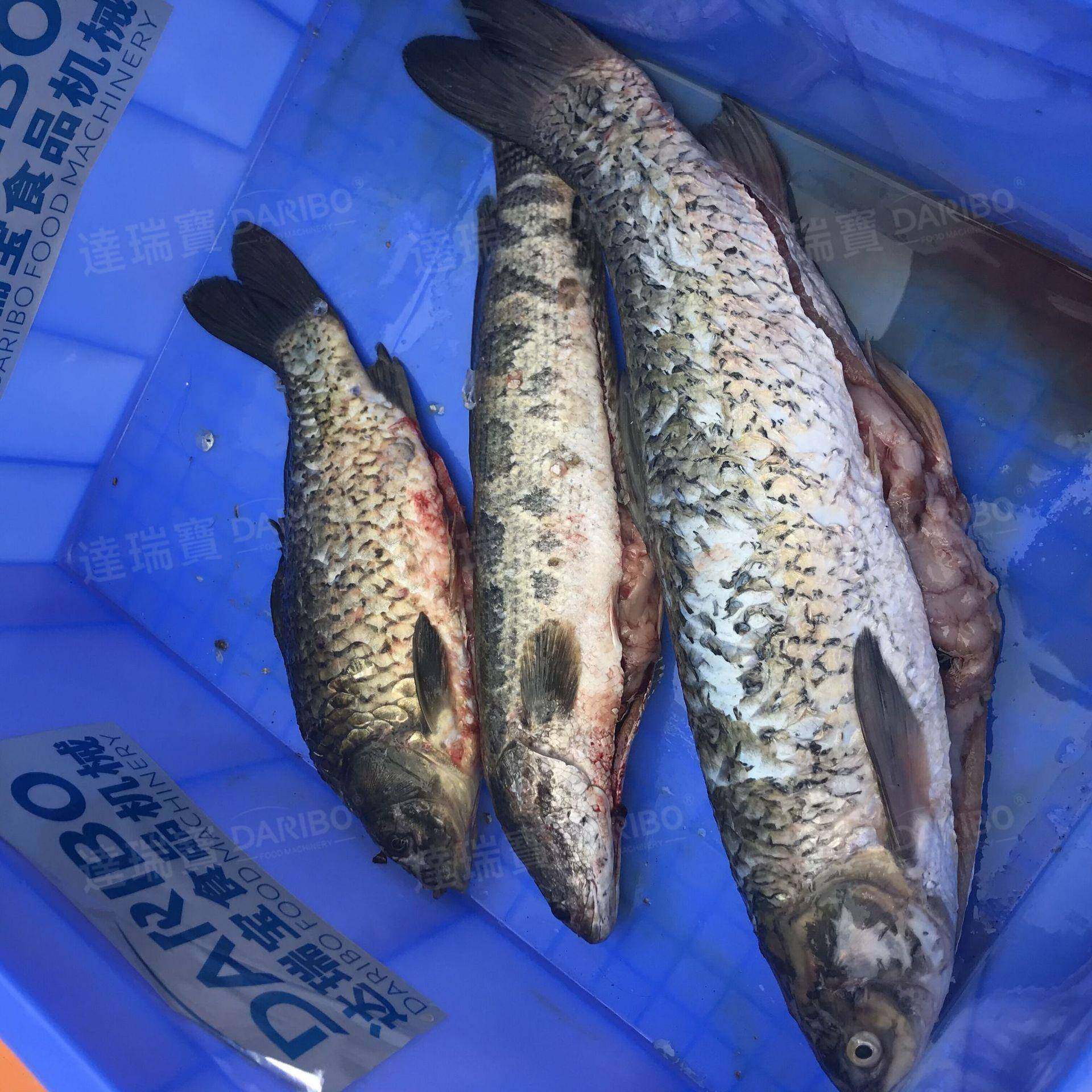 W全自动立式杀鱼机 开背开肚去鳞宰鱼机商用小型杀鱼机大小鱼均可,清洗/食品/商业设备,肉制品加工设备,淘宝优惠券,粉丝福利购,淘宝优惠卷