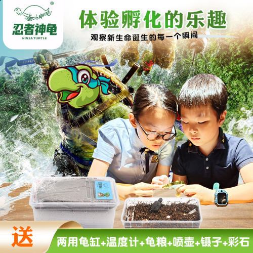 忍者神龟可孵化乌龟蛋