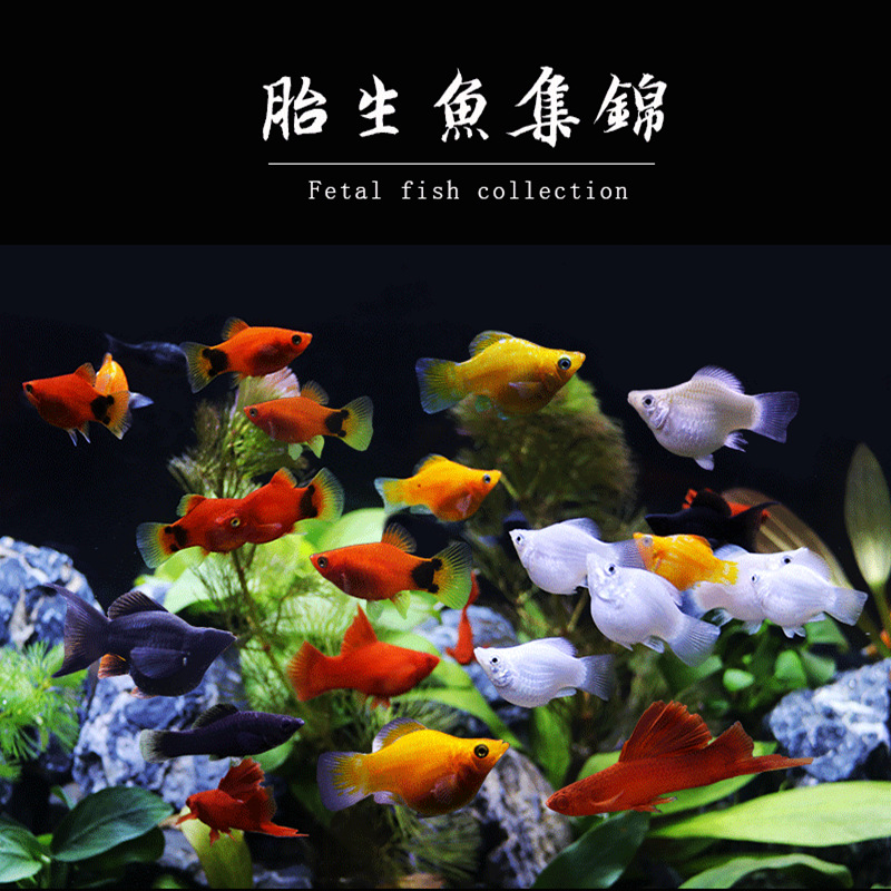 观赏鱼胎生金银黑玛丽皮球玛丽月光红箭米奇热带鱼宠物鱼上海直供