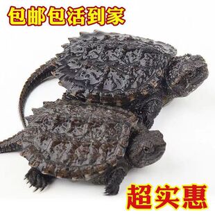 北美小鳄龟苗活物宠物龟观赏龟原种杂佛食肉龟外塘凶猛小乌龟活体