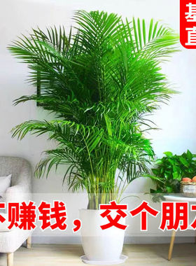 富贵椰子凤尾竹盆栽大型散尾葵植物网红绿植净化空气美化室内