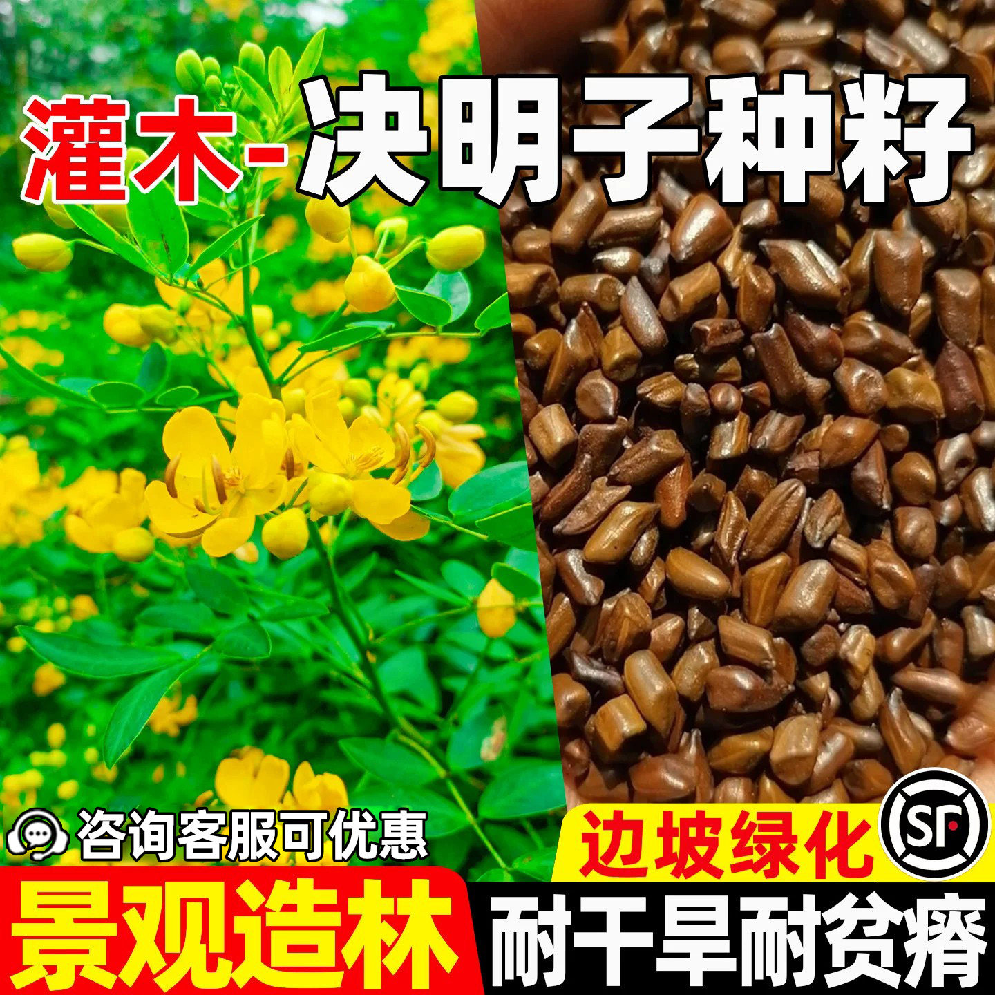 决明子种子护坡固土边坡工程绿化