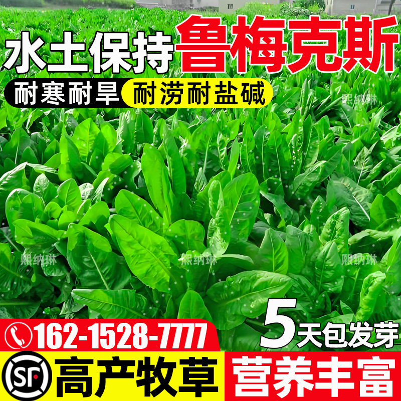 鲁梅克斯四季高产高蛋白叶大多汁
