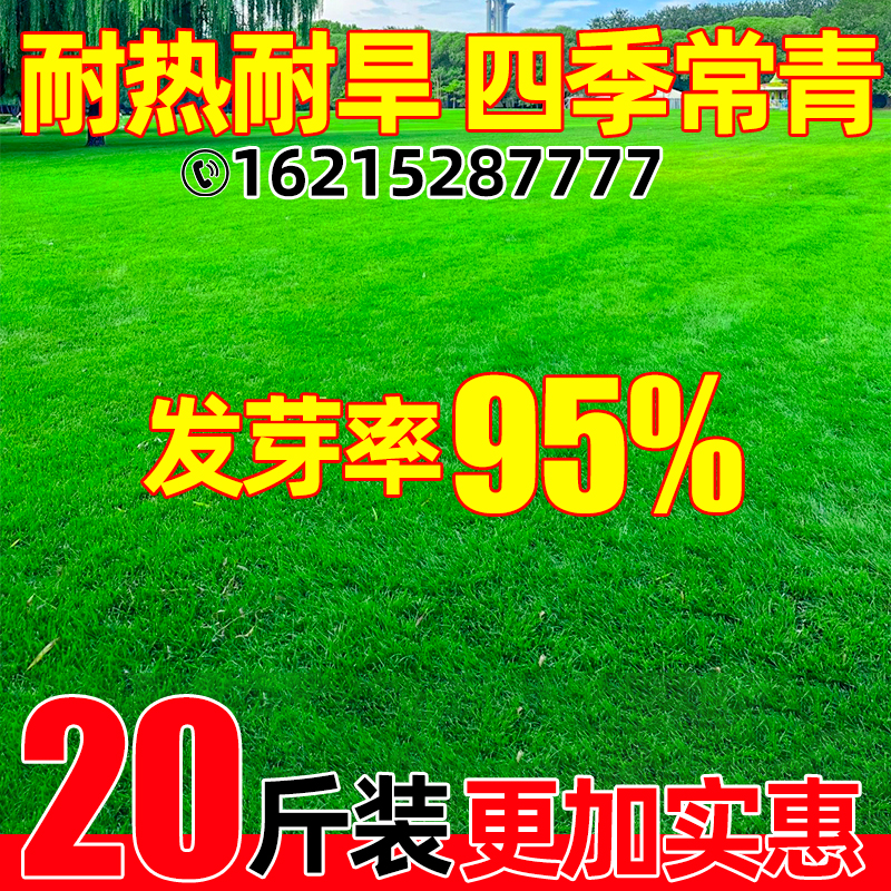 草坪草籽四季常青护坡固土多年生