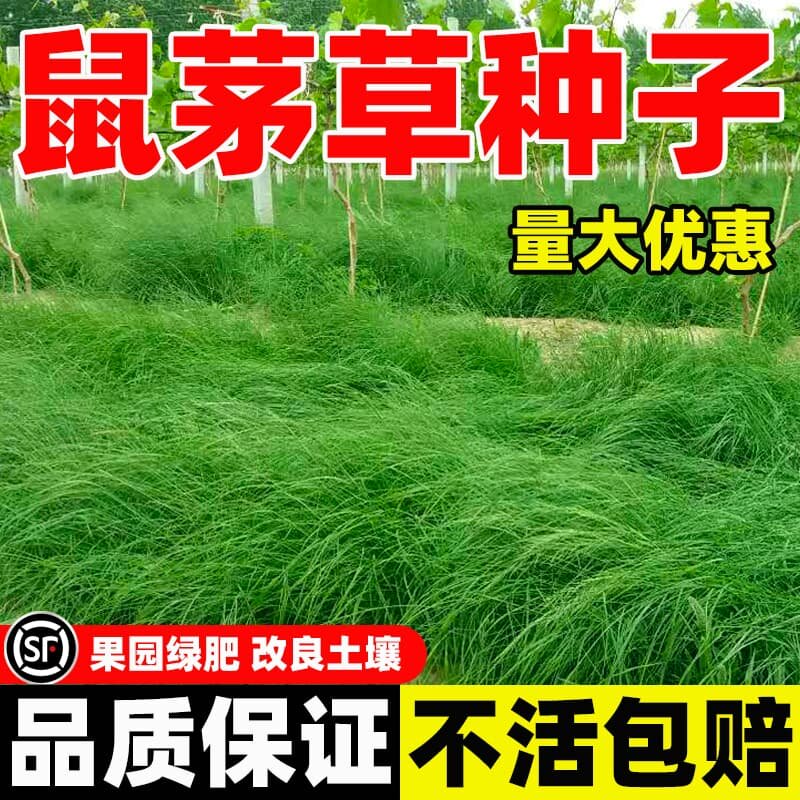 鼠茅草种子多年生果园绿肥易种植