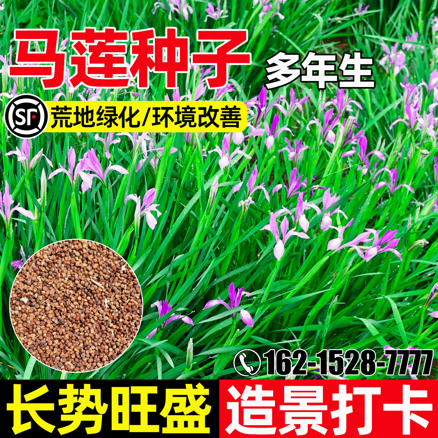 马莲公园绿化景观观赏马兰花花籽