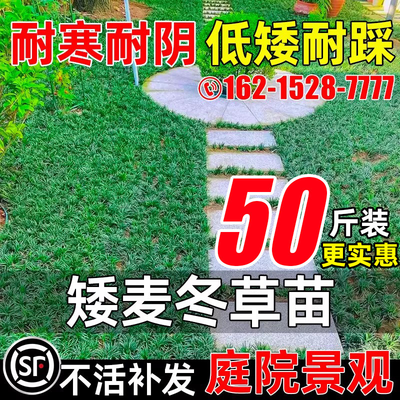 细叶麦冬耐寒麦冬草苗庭院绿化