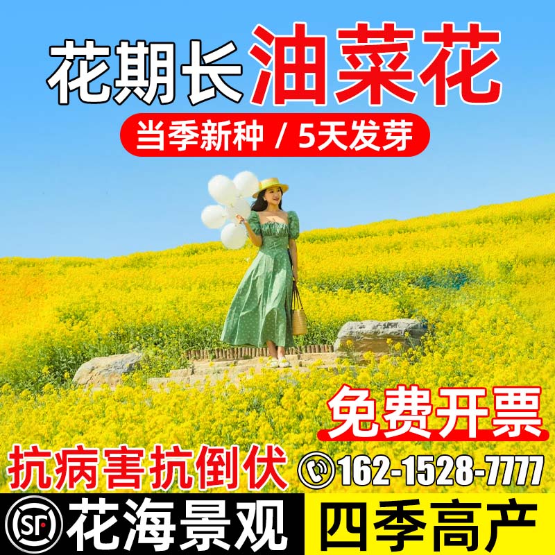 高产油菜花观赏抗倒伏种子榨油籽