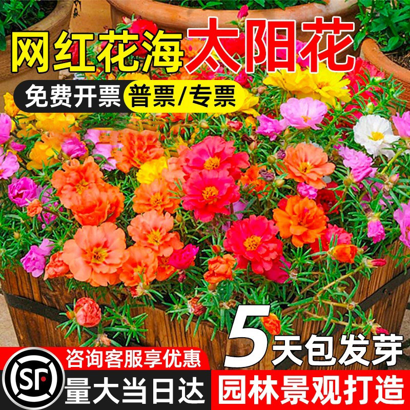 重瓣太阳花种子四季播种多年生园林观赏公园景区花海打造花卉种籽
