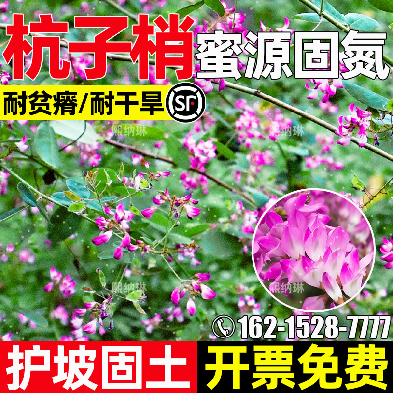 杭子梢护坡固土水土保持蜜源固氮