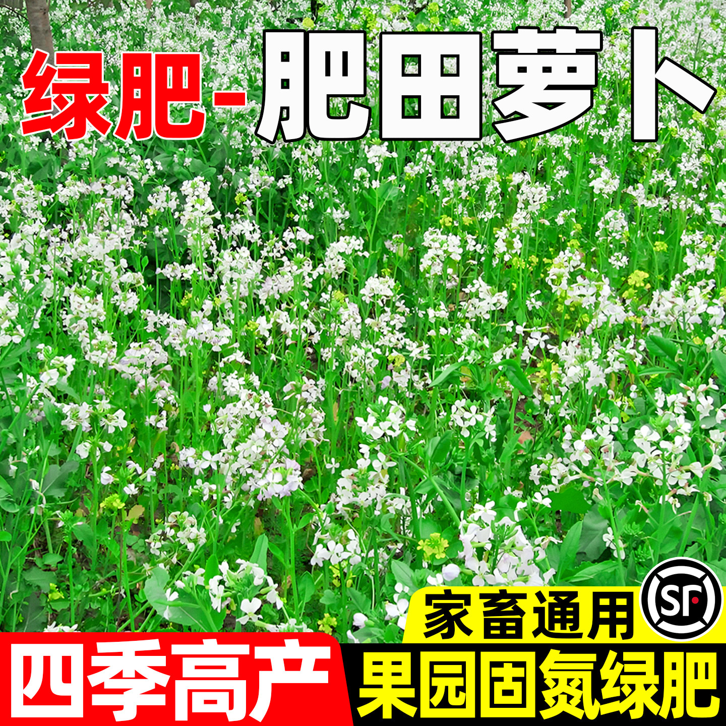 肥田萝卜四季高产果园绿肥多年生