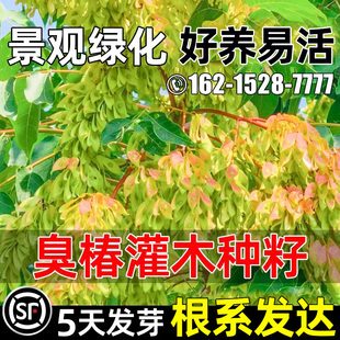 臭椿种籽多年生林木灌木草籽护坡固土道路景观耐盐碱贫瘠绿化种子