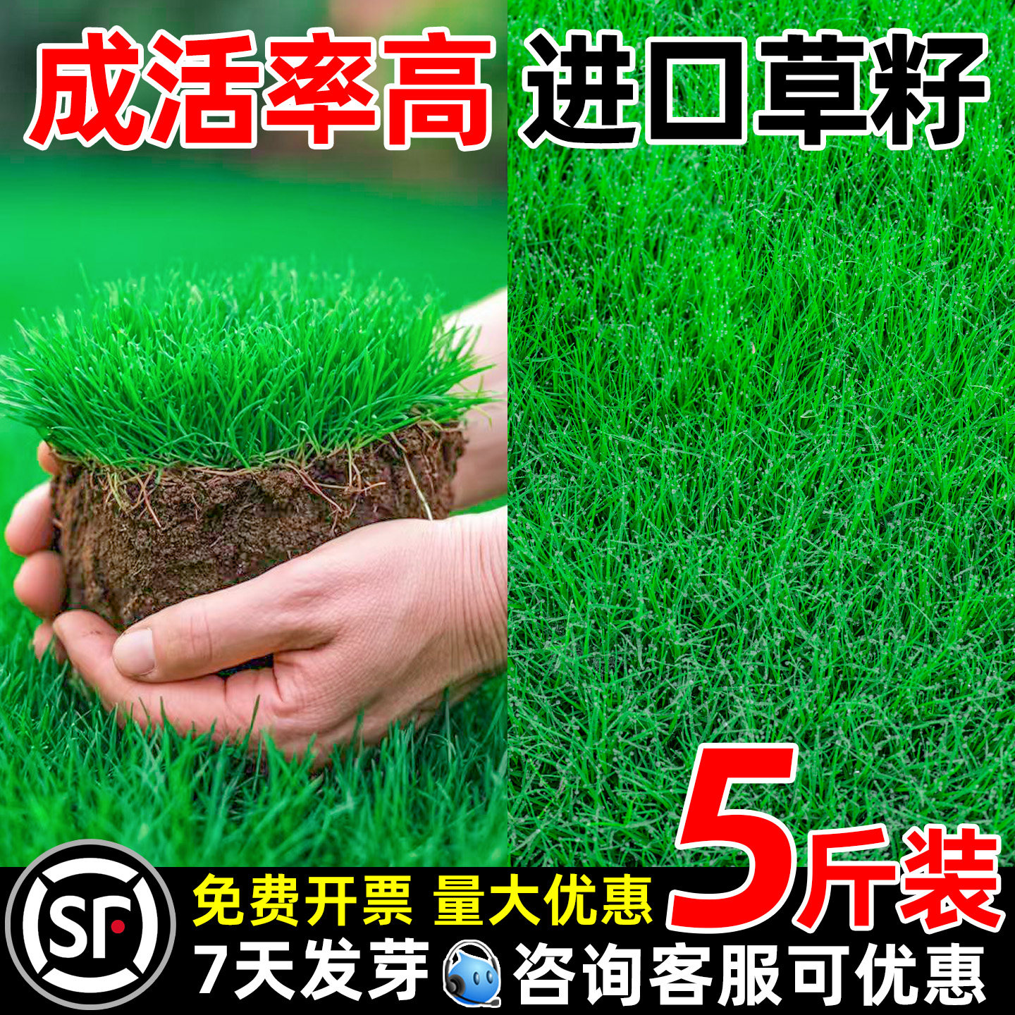 草坪草籽四季常青护坡狗牙根马尼拉矮生庭院地毯草绿化黑麦草种子