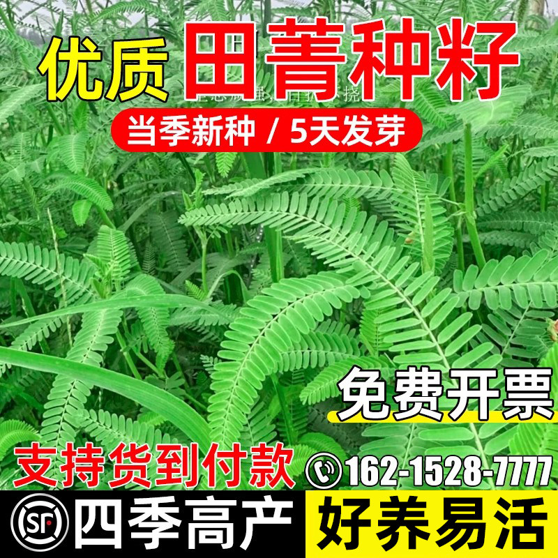 优质田菁四季高产果园绿肥种子