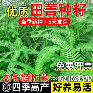 田菁种子四季高产耐菁涝豆草籽多年生生态修复护坡固土耐盐碱种籽